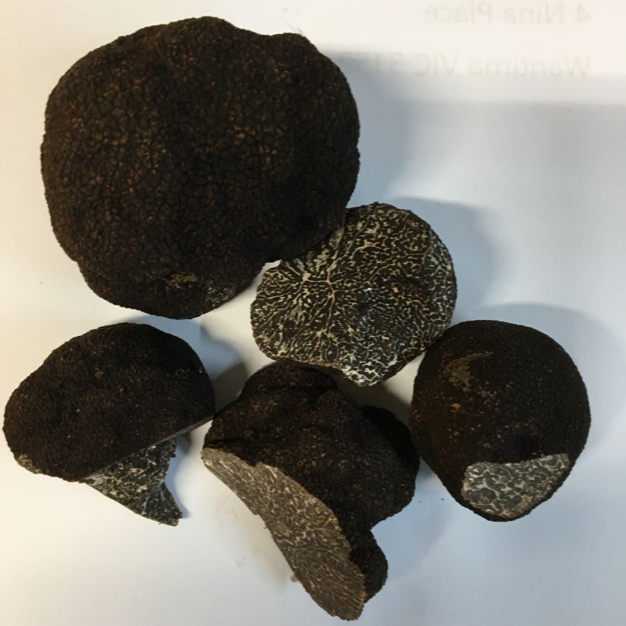Fresh Victorian black winter truffles